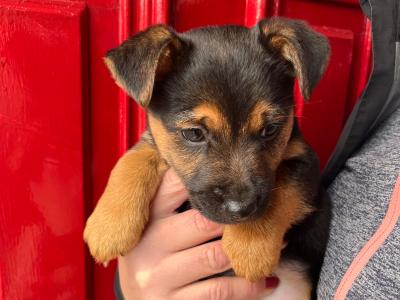 Adorable Black & Tan Jack Russell puppies in Wexford