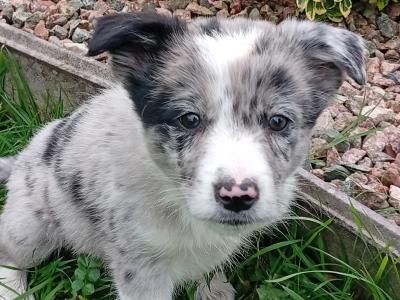 Blue Merle Border  puppies in Roscommon