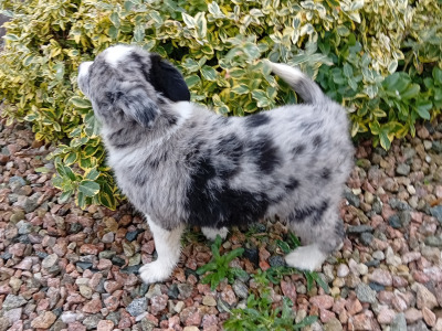 Blue Merle Border  puppies in Roscommon