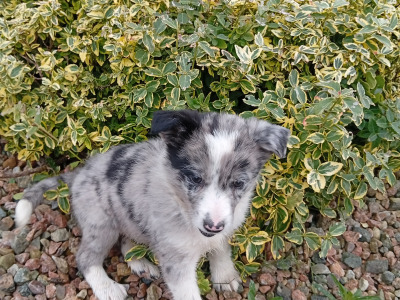 Blue Merle Border  puppies in Roscommon