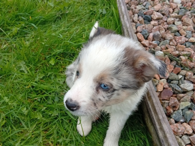 Blue Merle Border  puppies in Roscommon