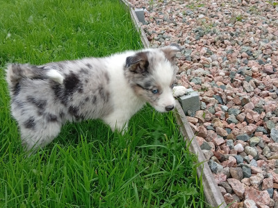 Blue Merle Border  puppies in Roscommon