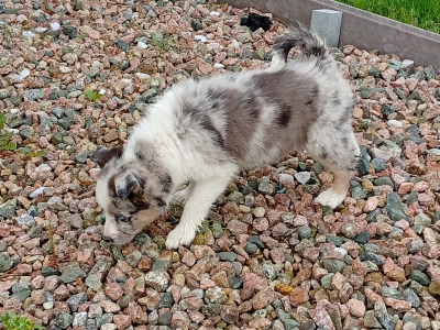 Blue Merle Border  puppies in Roscommon