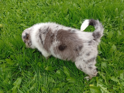 Blue Merle Border  puppies in Roscommon