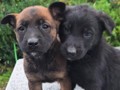 Belgian Shepherd puppies in Kildare