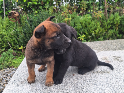 Belgian Shepherd puppies in Kildare