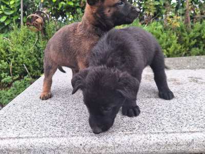 Belgian Shepherd puppies in Kildare