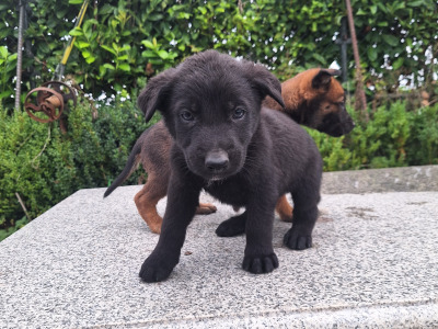 Belgian Shepherd puppies in Kildare