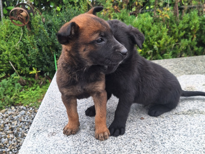 Belgian Shepherd puppies in Kildare