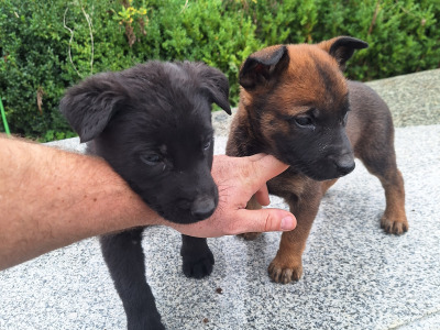 Belgian Shepherd puppies in Kildare
