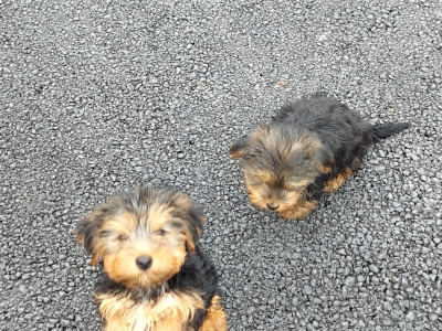 Yorkshire Terrier puppies in Longford