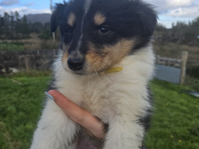 Tricolour Rough Collie puppies in Galway. Call 0851475197