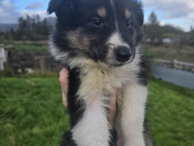 Tricolour Rough Collie puppies in Galway. Call 0851475197