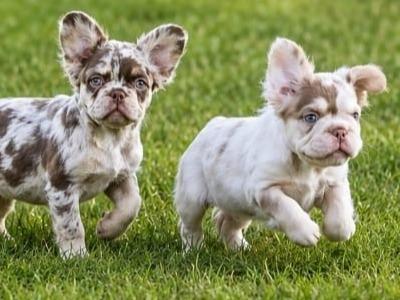 French Bulldog puppies in Wexford
