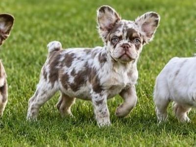 French Bulldog puppies in Wexford
