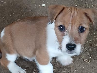 Jack Russell puppies in Carlow