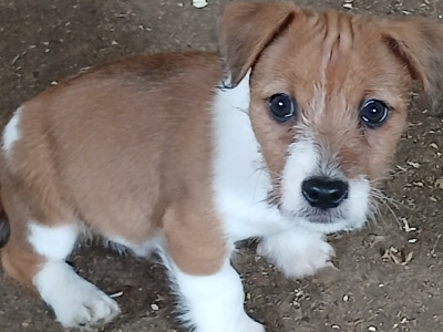 Jack Russell puppies in Carlow