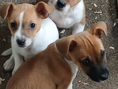 Jack Russell puppies in Carlow