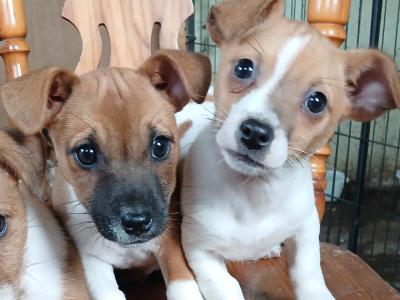 Jack Russell puppies in Carlow