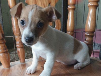 Jack Russell puppies in Carlow