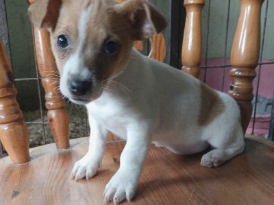 Jack Russell puppies in Carlow