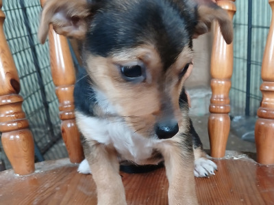 Yorkie x Jack Russell puppies in Carlow