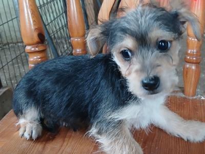 Yorkshire Terrier x Jack Russell puppies in Carlow