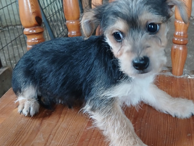 Yorkie x Jack Russell puppies in Carlow