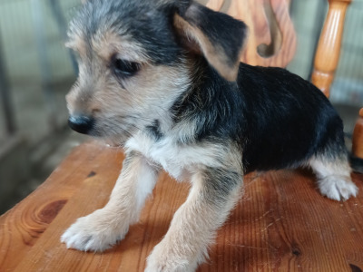 Yorkie x Jack Russell puppies in Carlow
