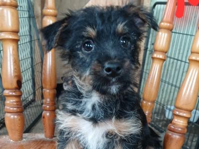 Yorkie x Jack Russell puppies in Carlow