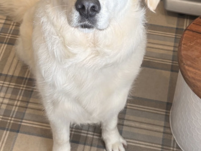 Beautiful Show Quality IKC Registered (Pending) Golden Retriever puppies available in Kilkenny