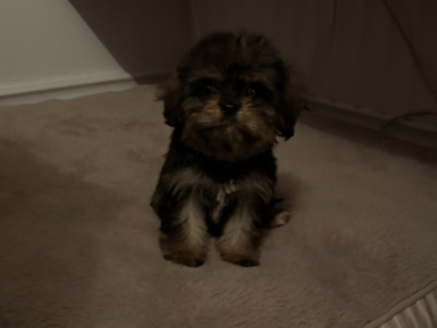 Adorable & Hypoallergenic - Super Rare Black - Cavachon puppies in Mayo