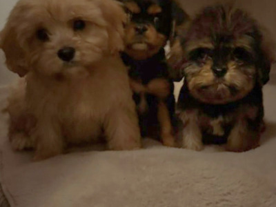 Adorable & Hypoallergenic - Super Rare Black - Cavachon puppies in Mayo