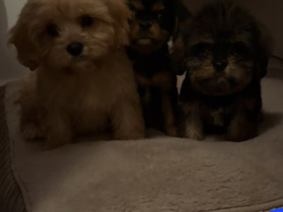 Adorable & Hypoallergenic - Super Rare Black - Cavachon puppies in Mayo