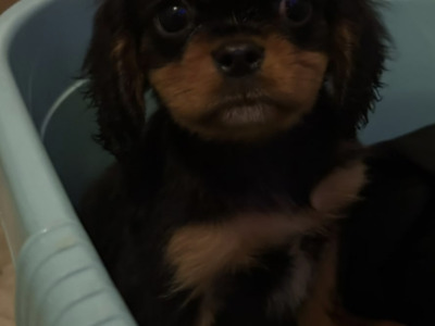 Adorable & Hypoallergenic - Super Rare Black - Cavachon puppies in Mayo