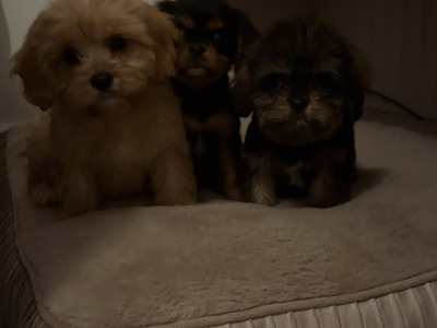 Adorable & Hypoallergenic - Super Rare Black - Cavachon puppies in Mayo