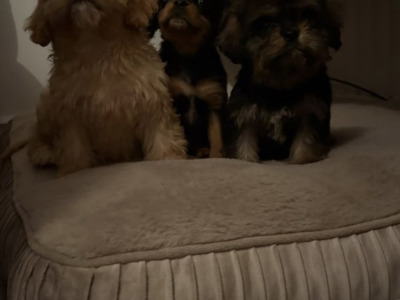 Adorable & Hypoallergenic - Super Rare Black - Cavachon puppies in Mayo
