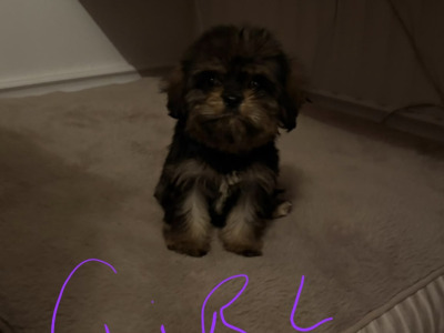 Adorable & Hypoallergenic - Super Rare Black - Cavachon puppies in Mayo