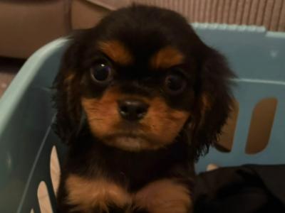 Adorable & Hypoallergenic - Super Rare Black - Cavachon puppies in Mayo