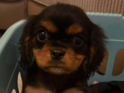 Adorable & Hypoallergenic - Super Rare Black - Cavachon puppies in Mayo