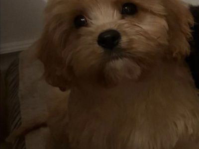 Adorable & Hypoallergenic - Super Rare Black - Cavachon puppies in Mayo
