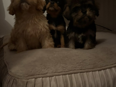 Adorable & Hypoallergenic - Super Rare Black - Cavachon puppies in Mayo