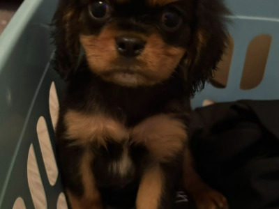 Adorable & Hypoallergenic - Super Rare Black - Cavachon puppies in Mayo