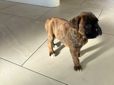 Last female Boxer puppy in Armagh