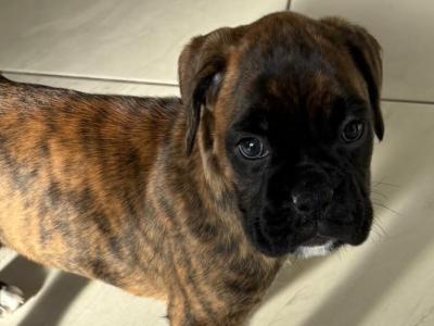 Last female Boxer puppy in Armagh