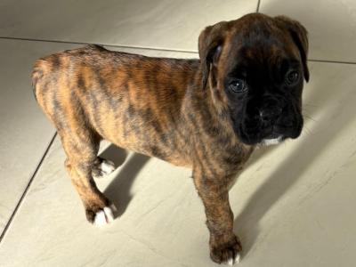 Last female Boxer puppy in Armagh
