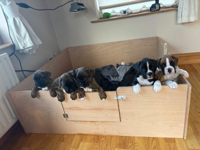 Last female Boxer puppy in Armagh