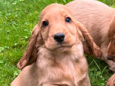 Golden Cocker Spaniel puppies in Cavan