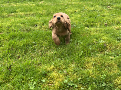 Golden Cocker Spaniel puppies in Cavan