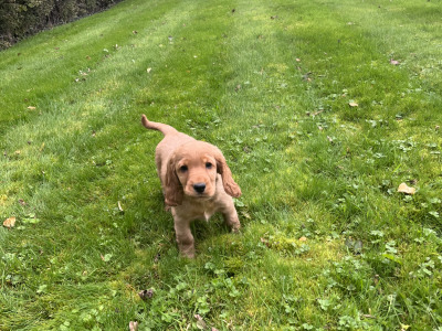 Golden Cocker Spaniel puppies in Cavan